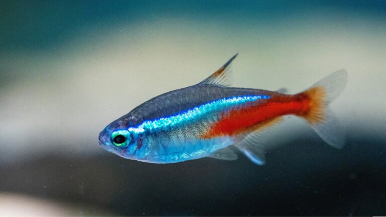 Plava neonka (Neon Tetra): Profil ribe i korisni savjeti