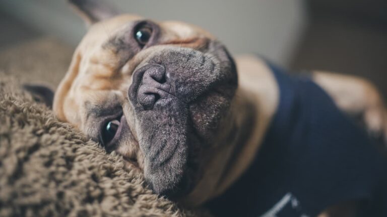 Francuski buldog (Frenchie): Informacije o pasmini i korisni savjeti
