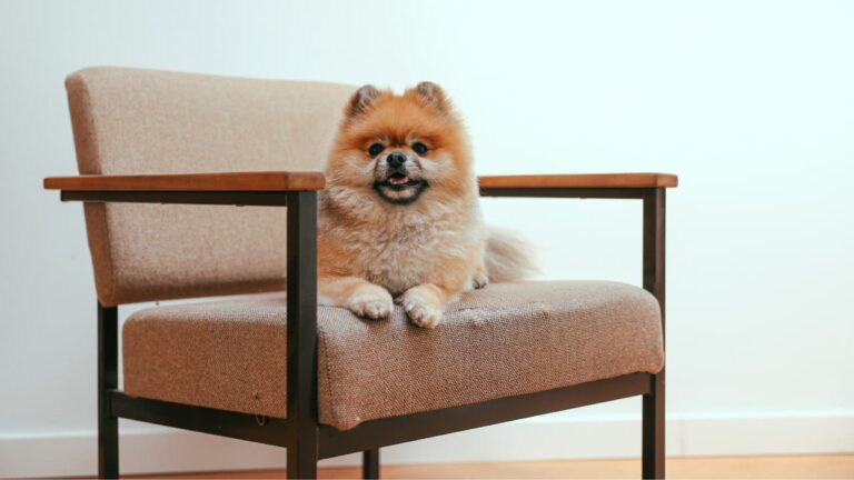 Pomeranac (Boo): Informacije o pasmini i korisni savjeti