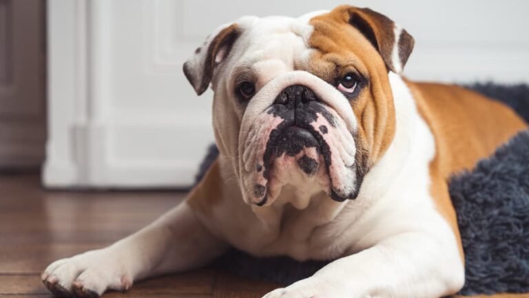 Engleski buldog (buldog): Informacije o pasmini i korisni savjeti