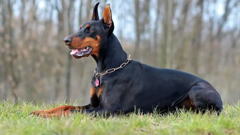Doberman: Informacije o pasmini i korisni savjeti