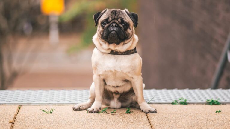 Mops (Pug): Informacije o pasmini i korisni savjeti