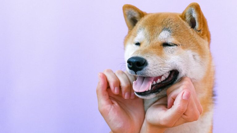 Shiba Inu: Informacije o pasmini i korisni savjeti