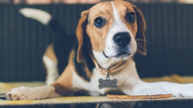 Bigl (Beagle): Informacije o pasmini i korisni savjeti
