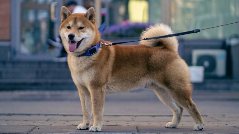 Akita: Informacije o pasmini i korisni savjeti