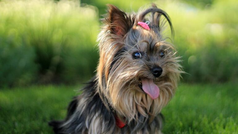 Jorkširski terijer (Yorkie): Informacije o pasmini i korisni savjeti